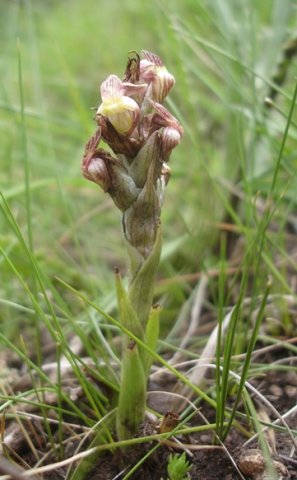 Pterygodium flanaganii